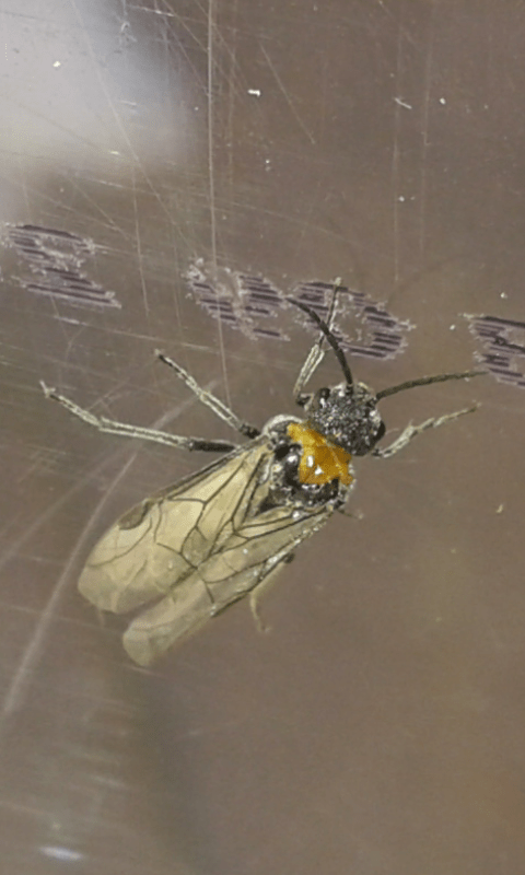 Tenthredinidae: Dolerus rufotorquatus